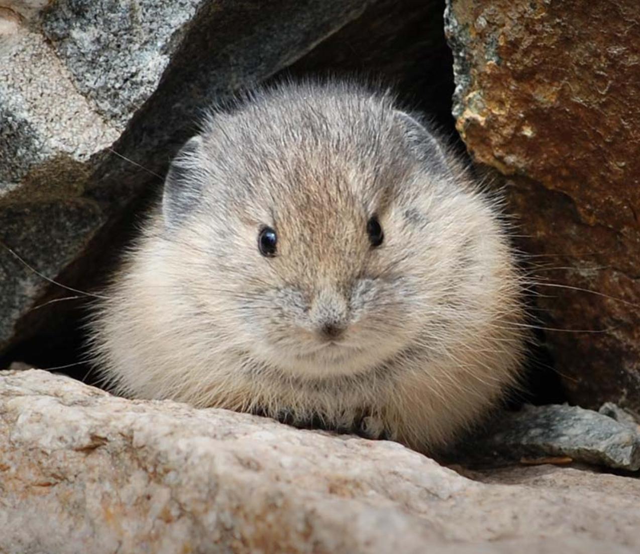 A fluffy rodent